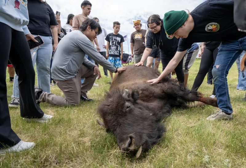 Buffalo harvest