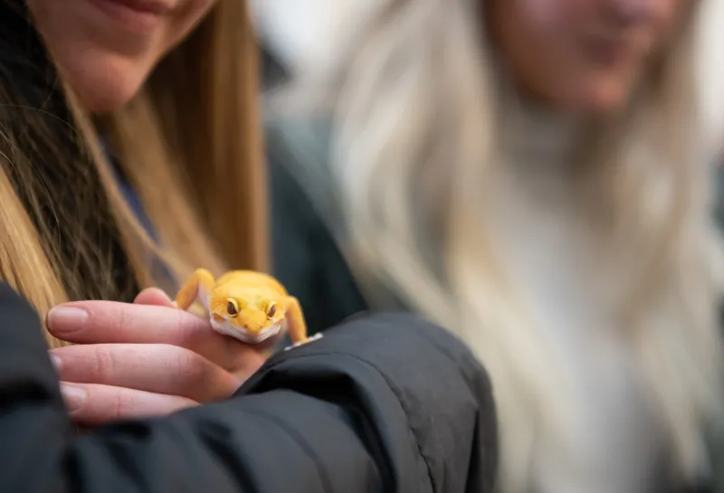 Student holding a yellow lizard.