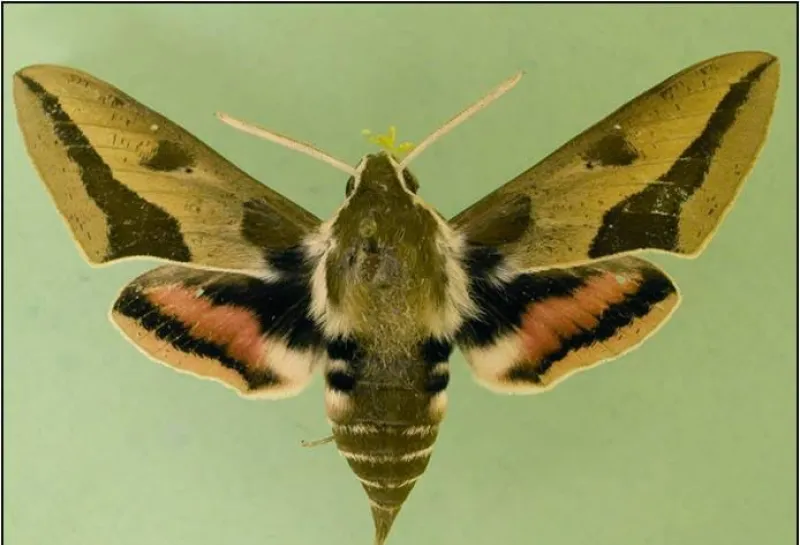 Moth