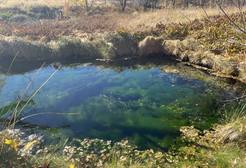 Pond with green alge.