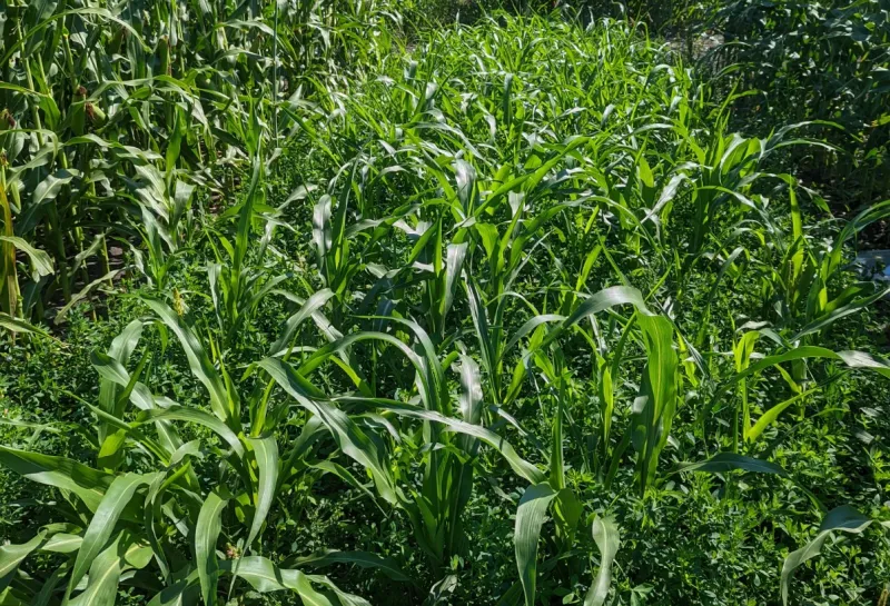 Green corn stalks in a corn field.