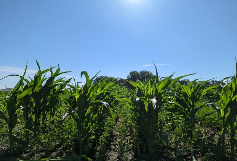 Green corn stalks in a corn field with a smaller plant growing between corn rows.