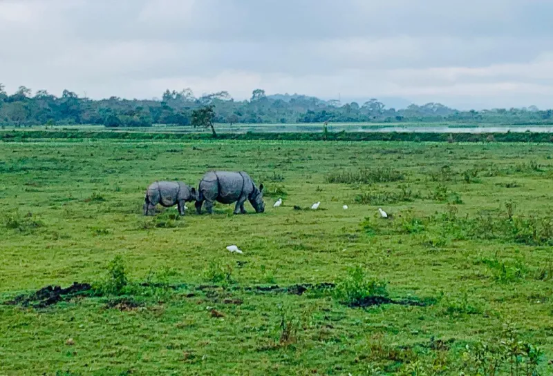 Two Rinos in a green pasture/field.