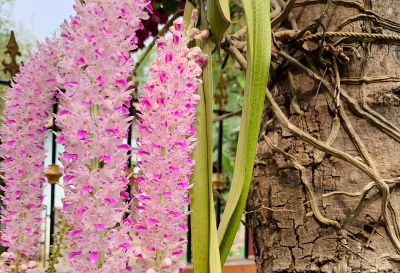 3 large clusters of pink flowers hanging from a green plant.