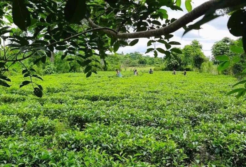 Green field with people working in the field in the distance.