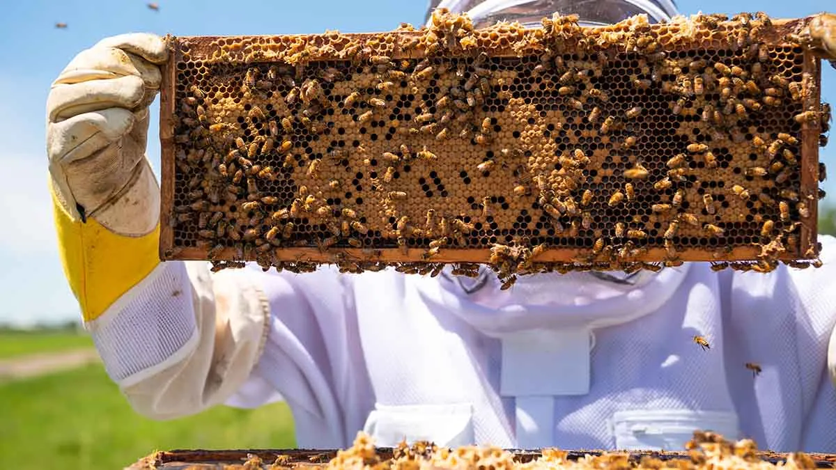 beekeeper holding a honeycomb