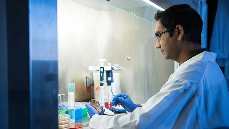 ndsu graduate student studying petri dish