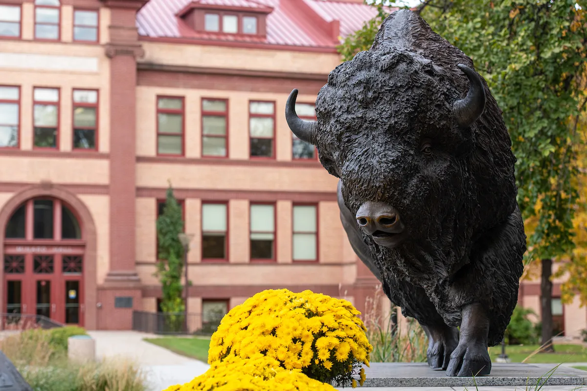 Bison statue on NDSU campus