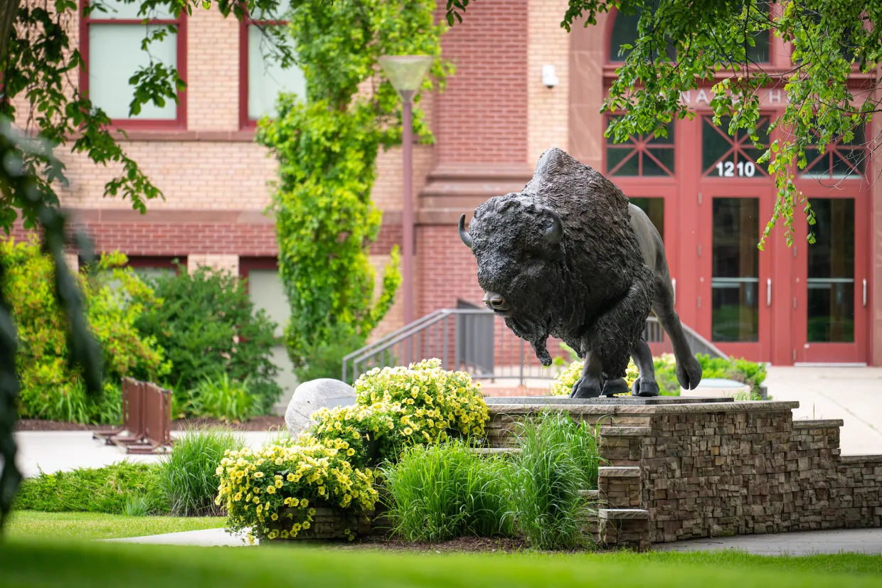 Bronze statue of a Bison on the NDSU campus