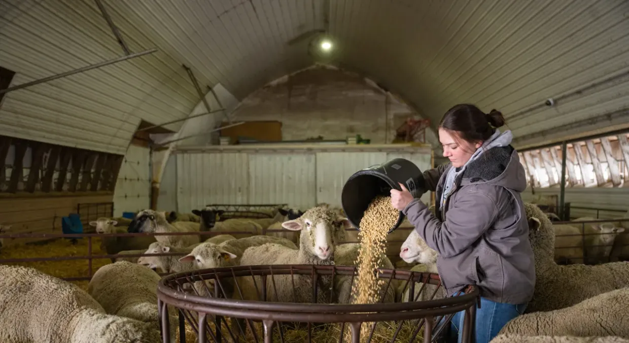 Student Feeding Sheep in Barn