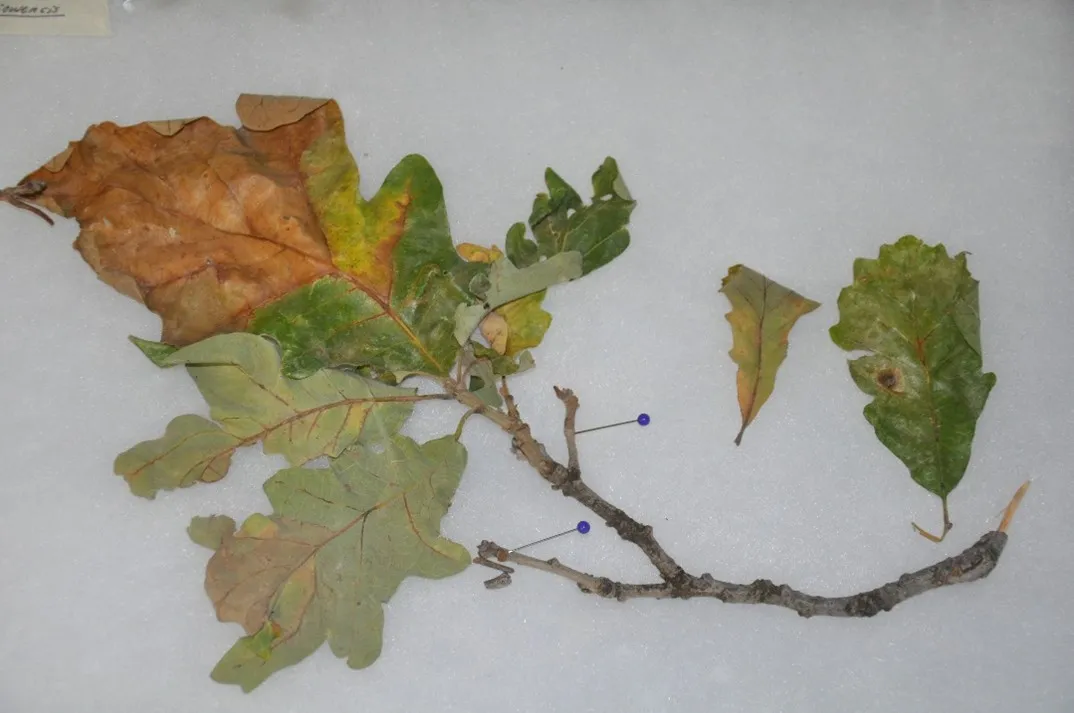 Oak leaves showing discoloration along the veins