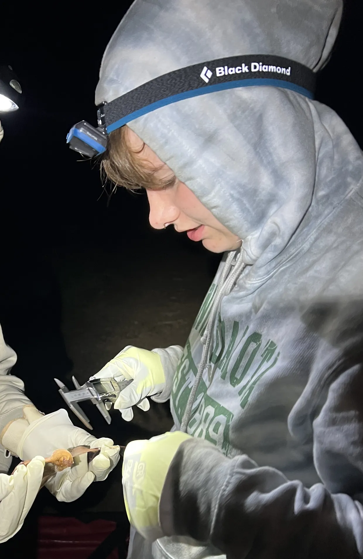 Student working in field at night wearing a hooded sweatshirt and headlamp while measure a specimen.