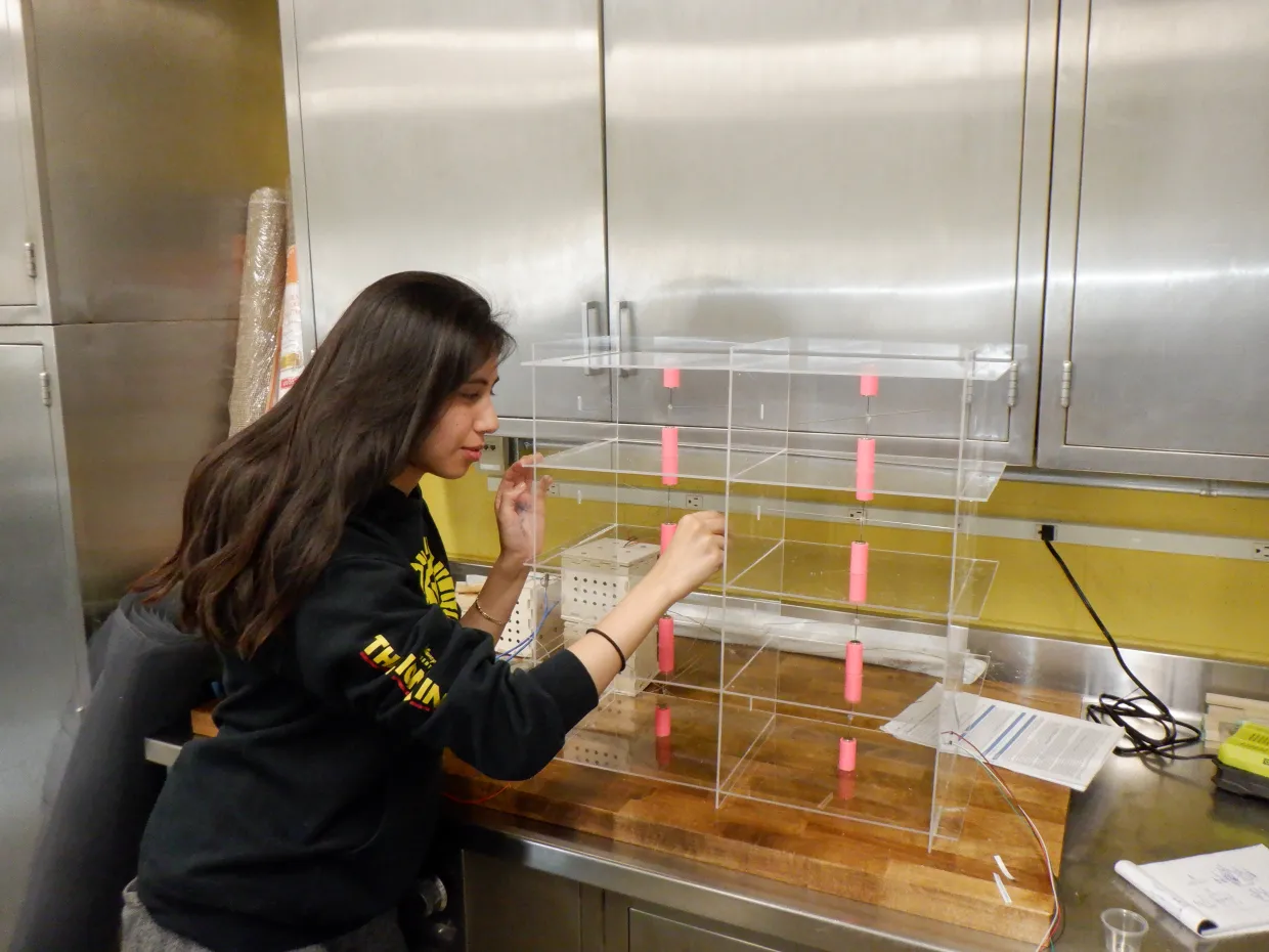 Lydia working on the bee flight mill.