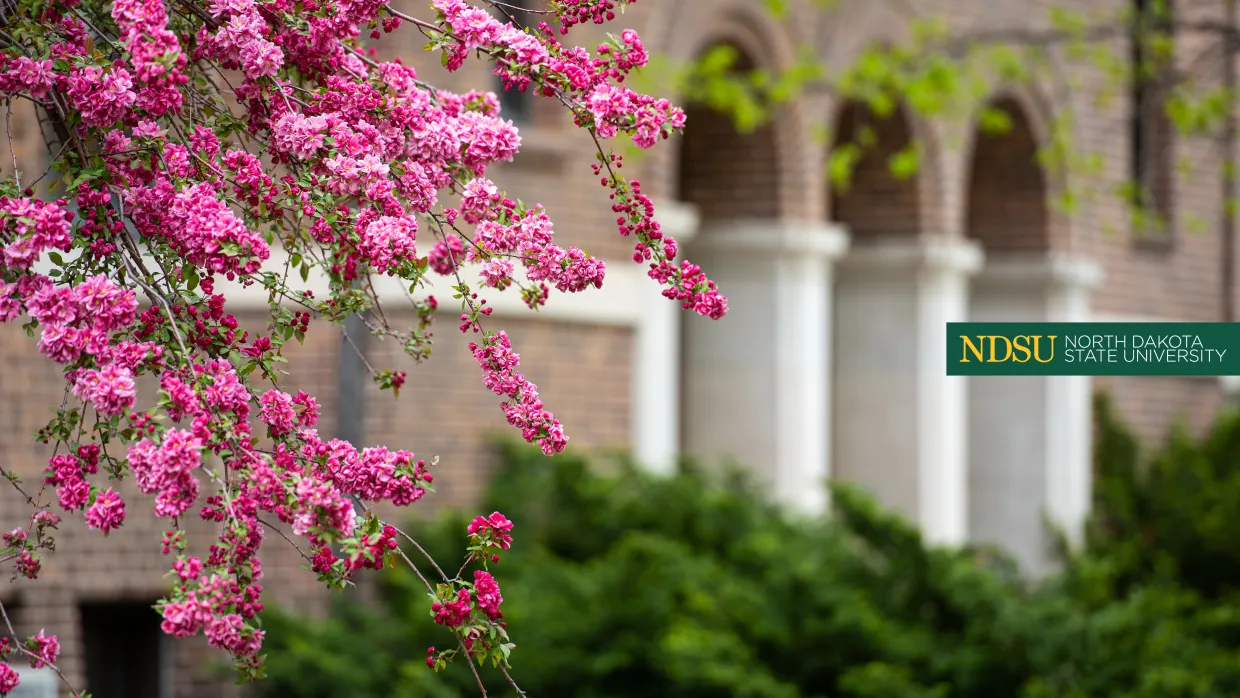 flowering trees in front of Morrill Hall