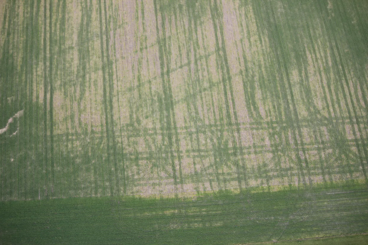 Areal photo of crop field with large equipment wheel compaction