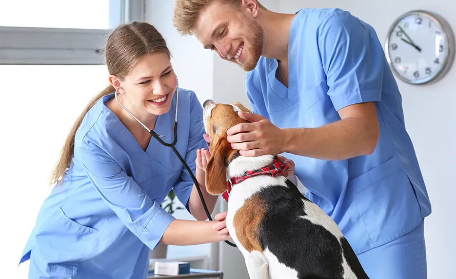 Two Veterinary assistants doing a health check on a dog