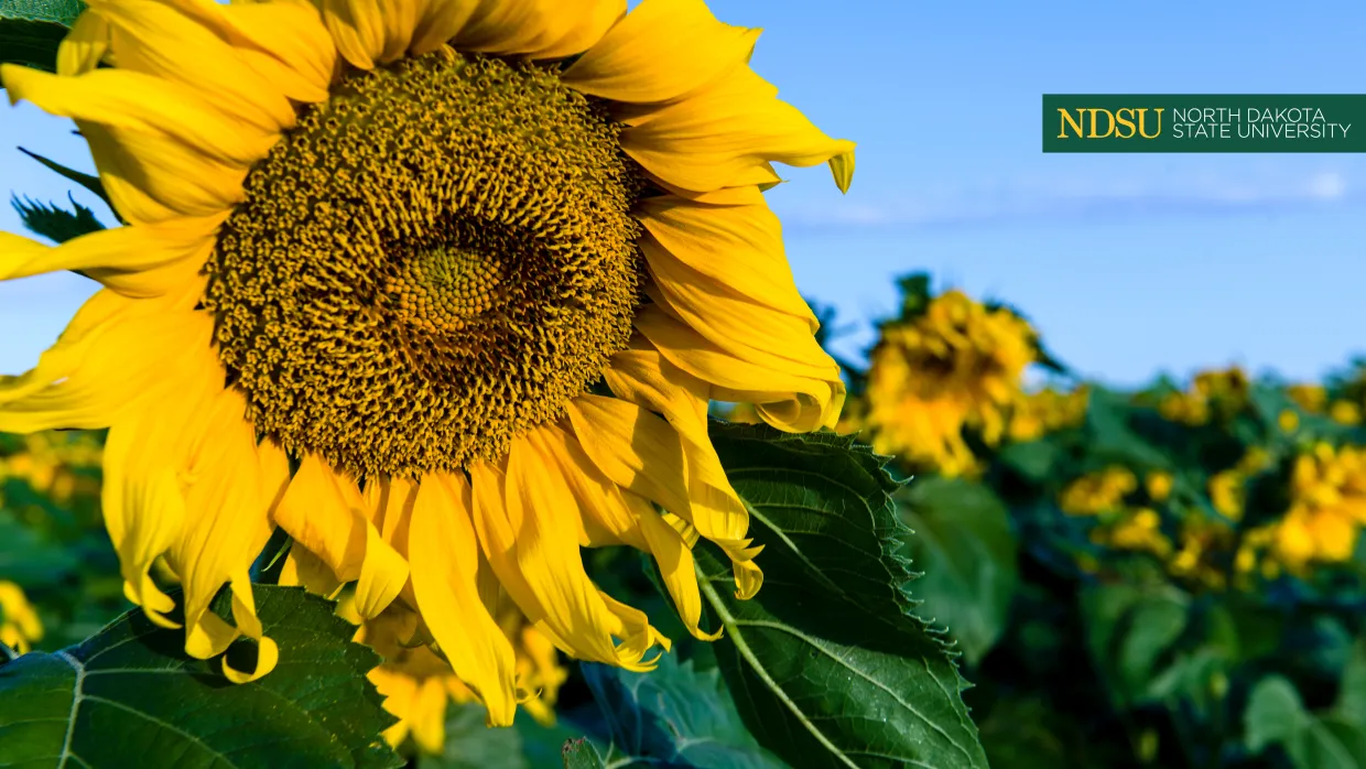 Sunflowers and blue sky