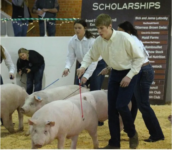 An NDSU student participates in a livestock showing in the annual Little International event.
