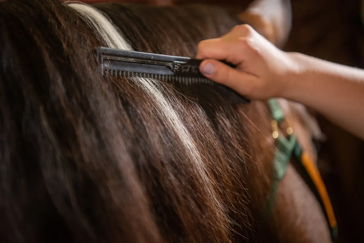 Bison Strides program