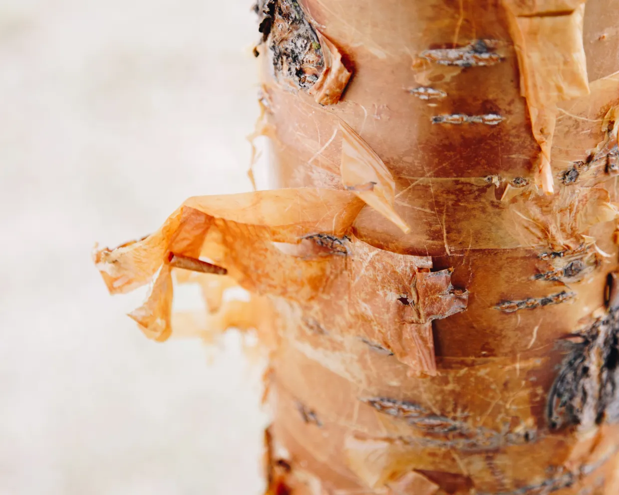 Orange, peeling bark on an amur chokecherry tree