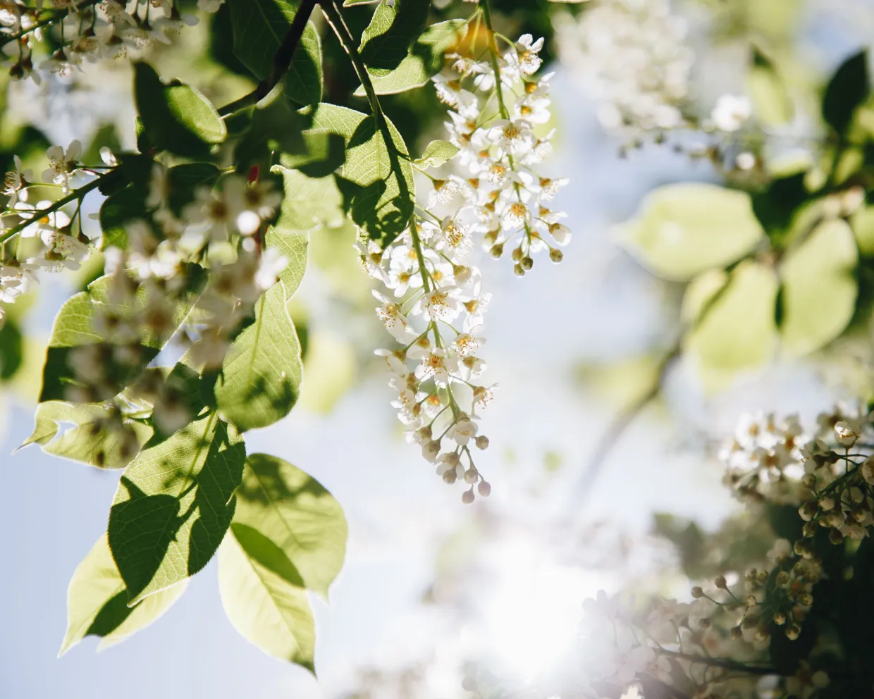 Chokecherry leaves and a drupe of flowers backlit by the sun