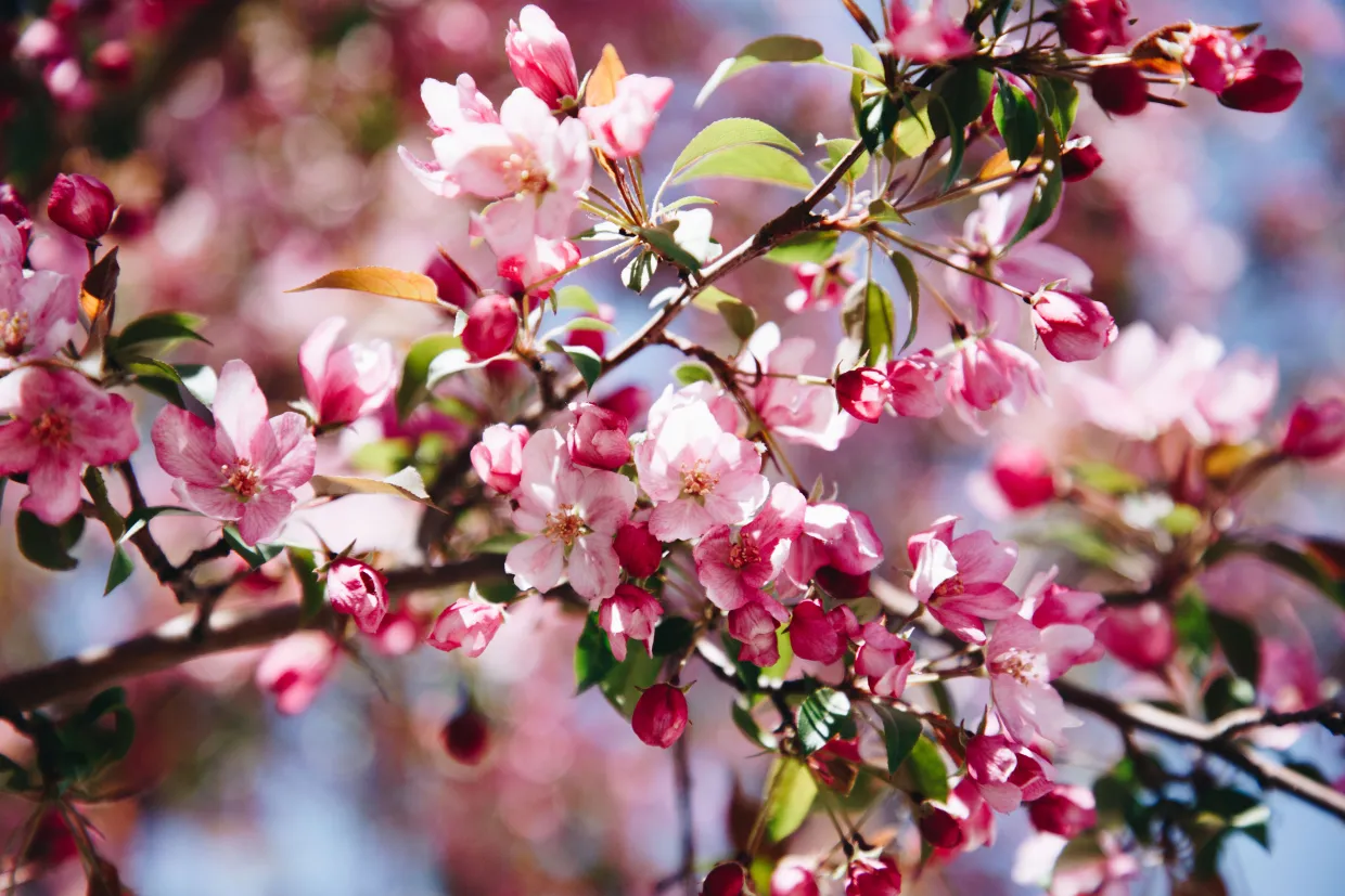 Pink flowers on a crabapple tree