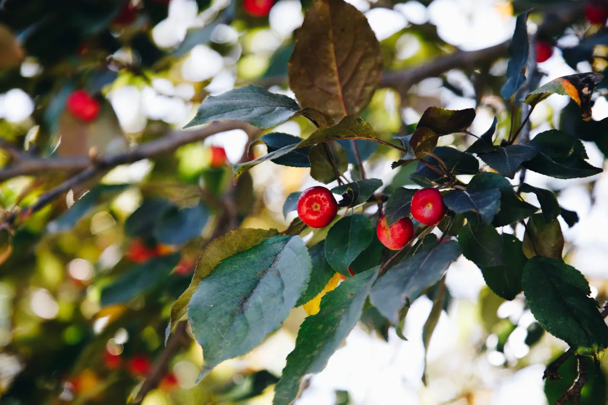 Cherry-like fruits on a crabapple tree