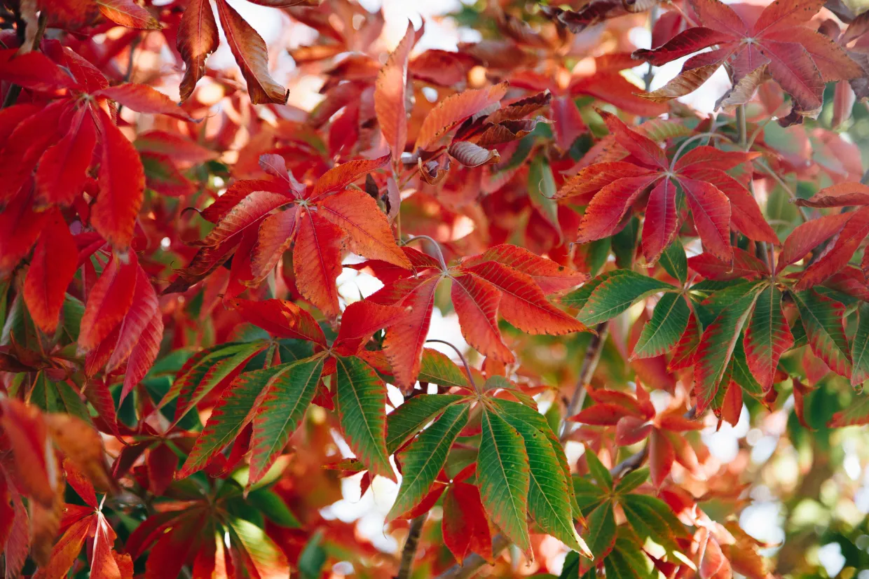 An Ohio buckeye tree showing the large, palmate leaves in full, red fall color