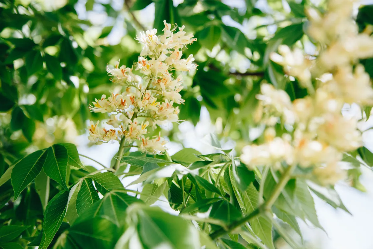 Yellowish-white flowers in an Ohio Buckeye tree