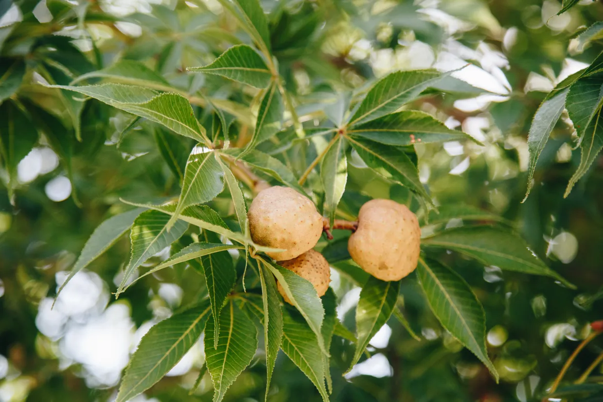 An Ohio buckeye tree showing the large, palmate leaves and seeds