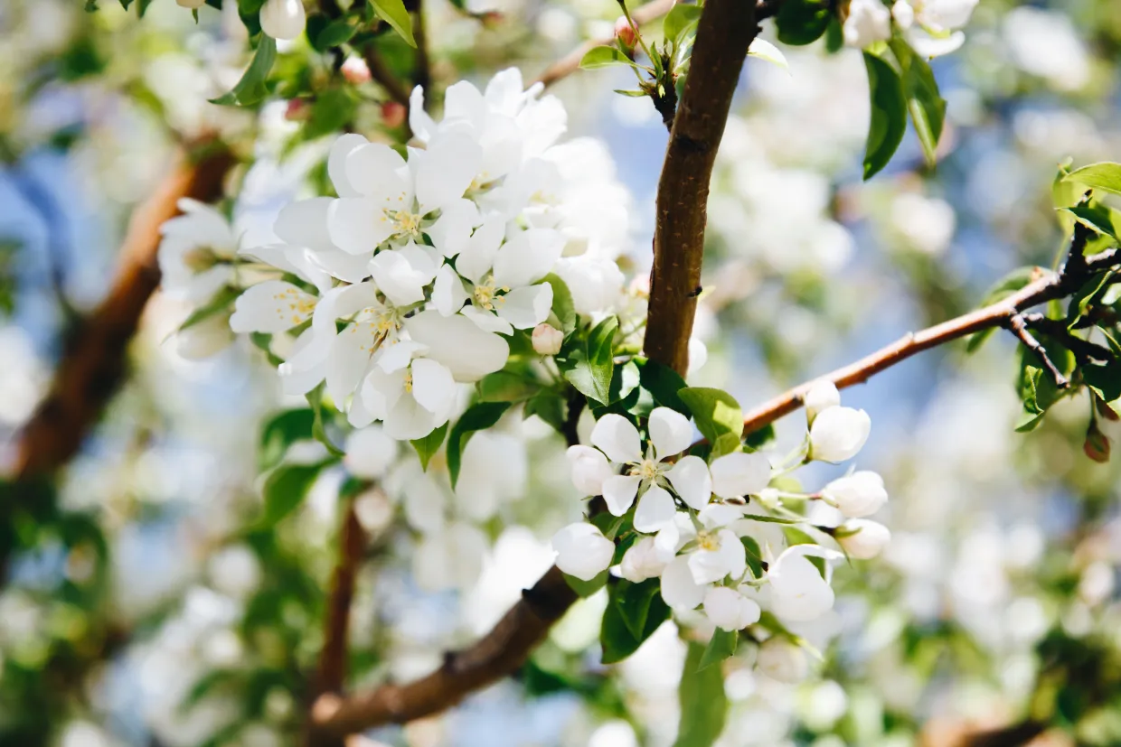 White flowers on a crabapple tree