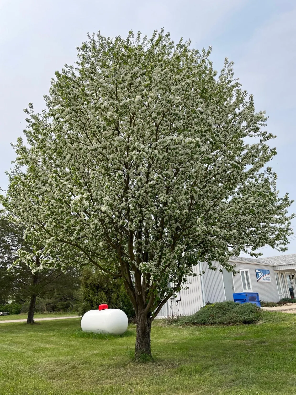 Mature spring snow crabapple in bloom with white flowers