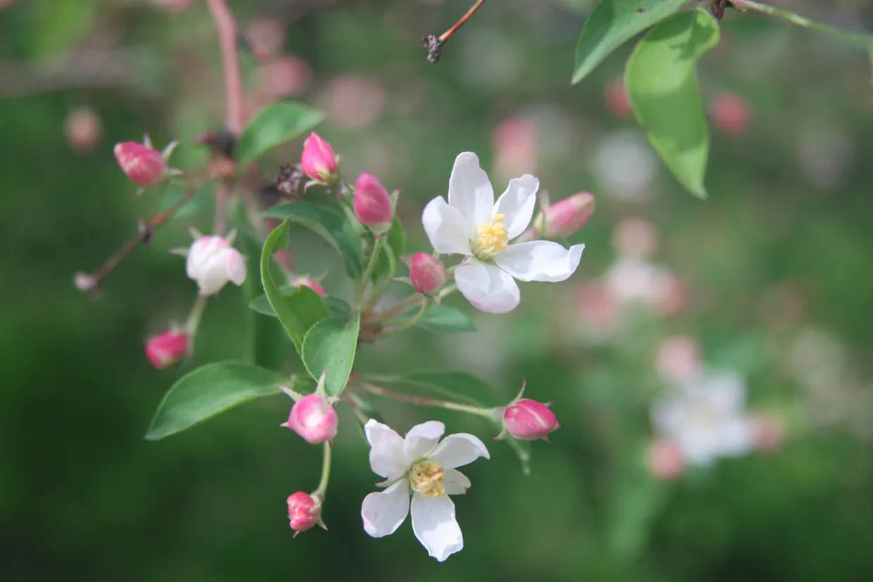 Closeup of crabapple in bloom