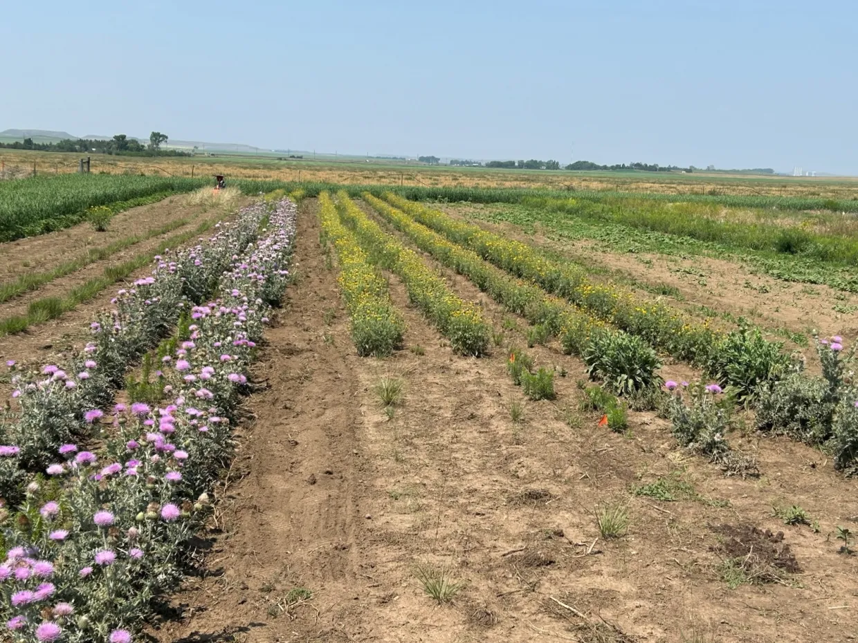 Native plants grown at the Hettinger Research Extension Center.