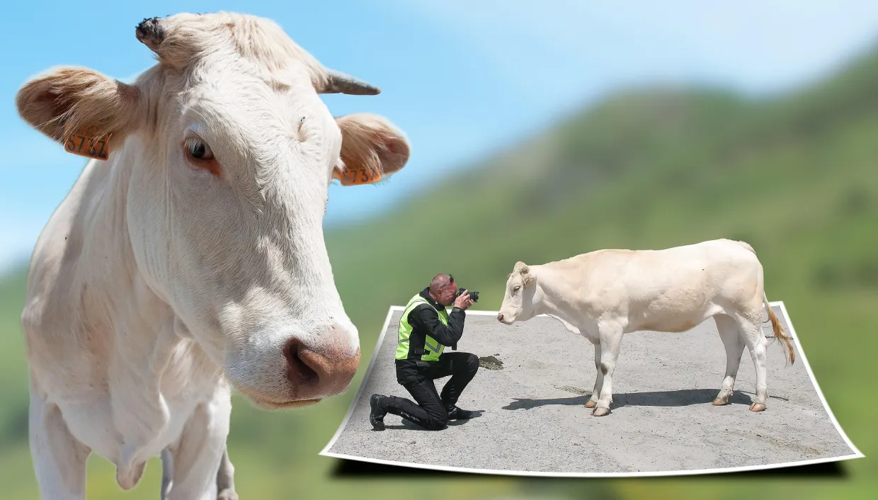 Photo of cow in a green field with a picture of a photographer taking a picture of the cow