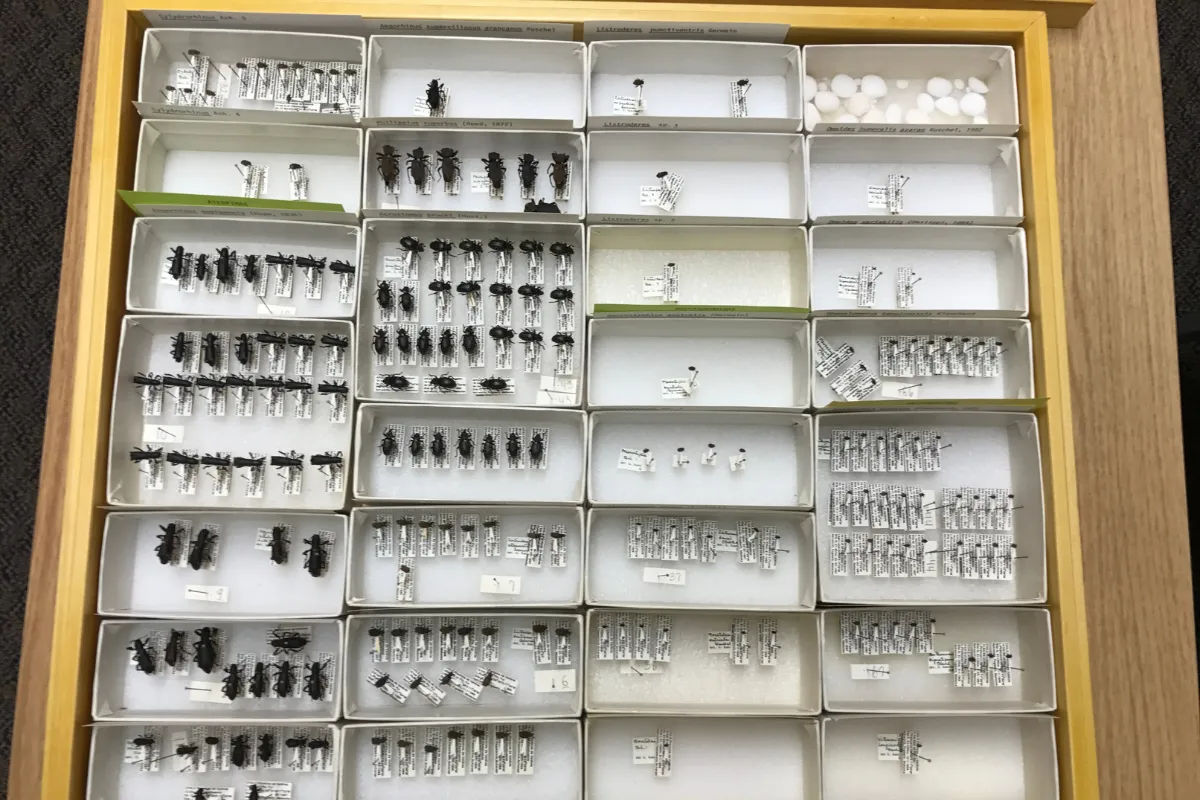 A drawer of bug specimens from the collection.