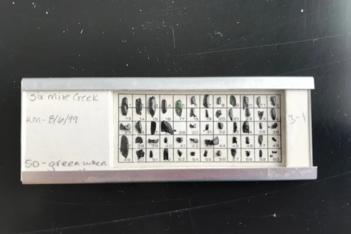 A microslide with fossil contents of bugs.