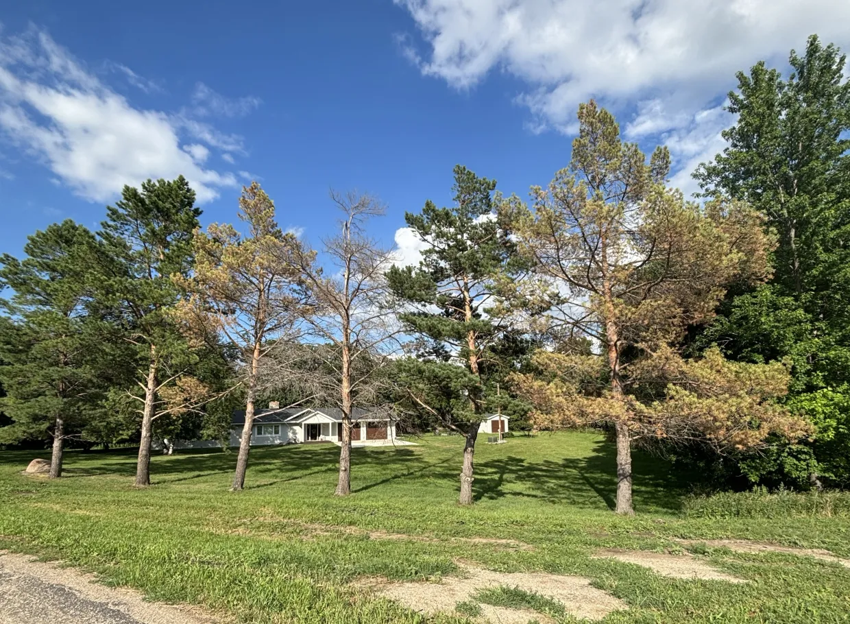 Scotch pine trees exhibiting the symptoms of pine wilt disease, including brown wilted needles attached to the tree.