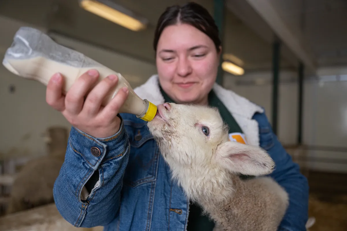 NDSU student feeds a young lamb by bottle