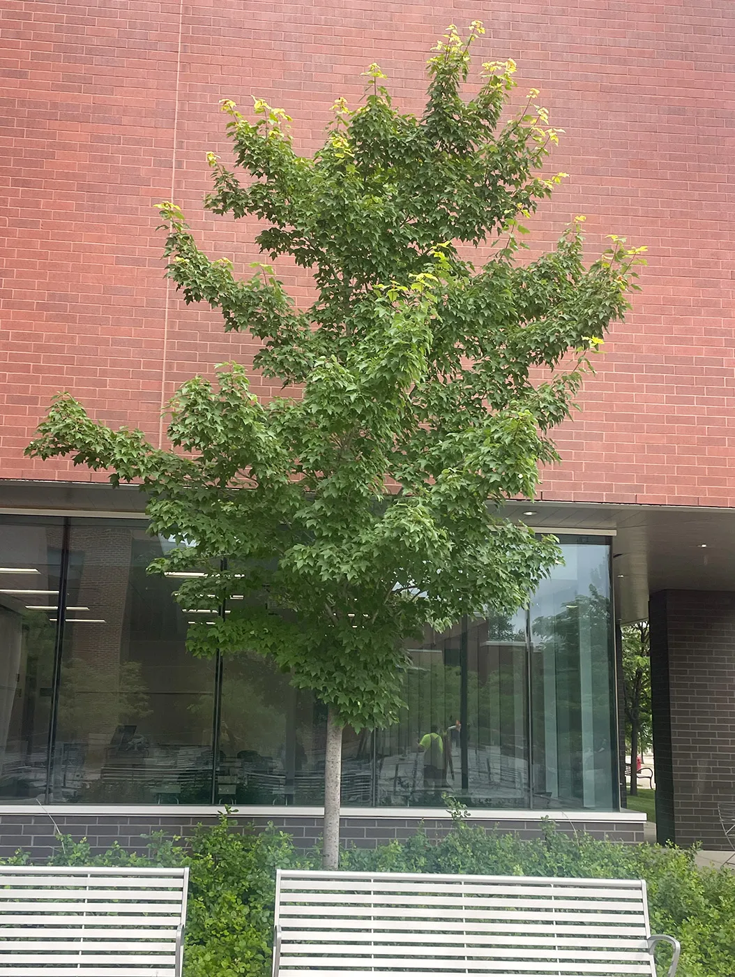 Red Maple in the Summer
