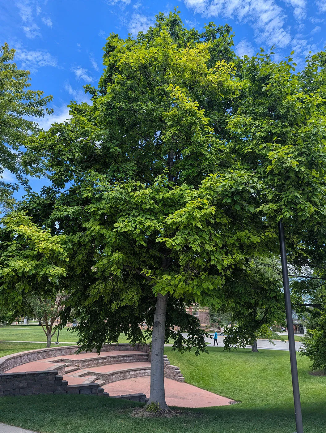 Prairie Horizon® Manchurian Alder on NDSU Campus in Summer