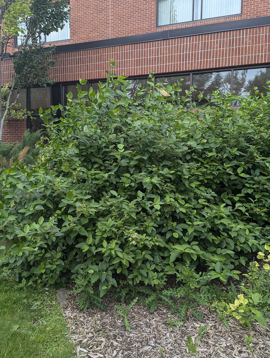 Yellow Twig Tatarian Dogwood shrub in the summer