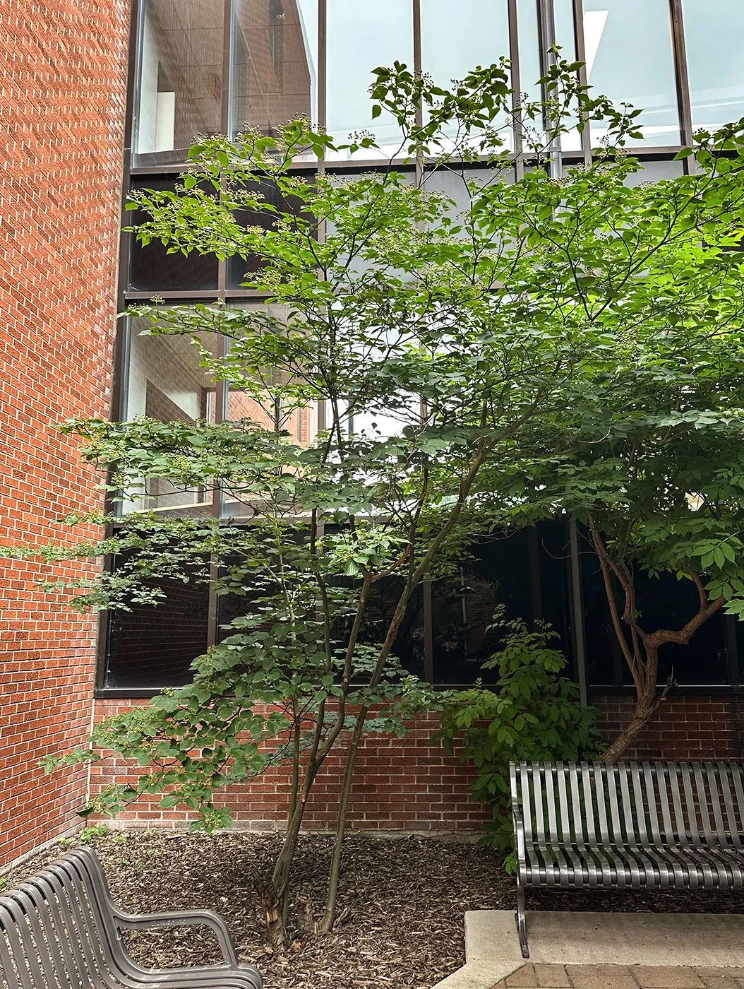 Pagoda Dogwood shrub in the summer