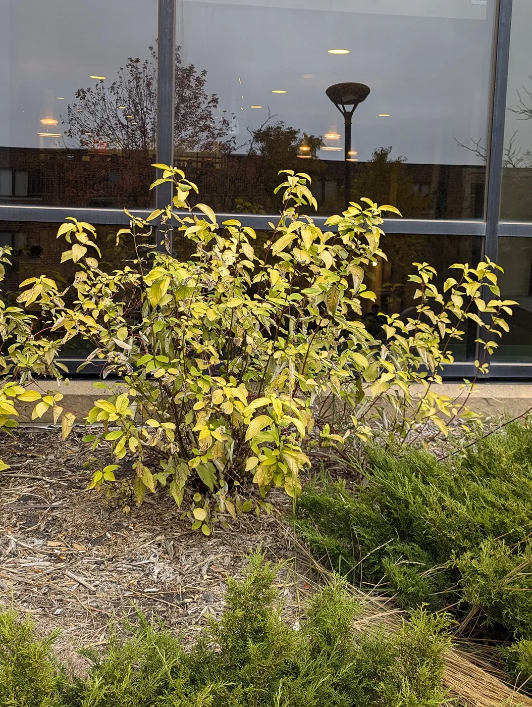 Garden Glow™ Dogwood Shrub in the Fall