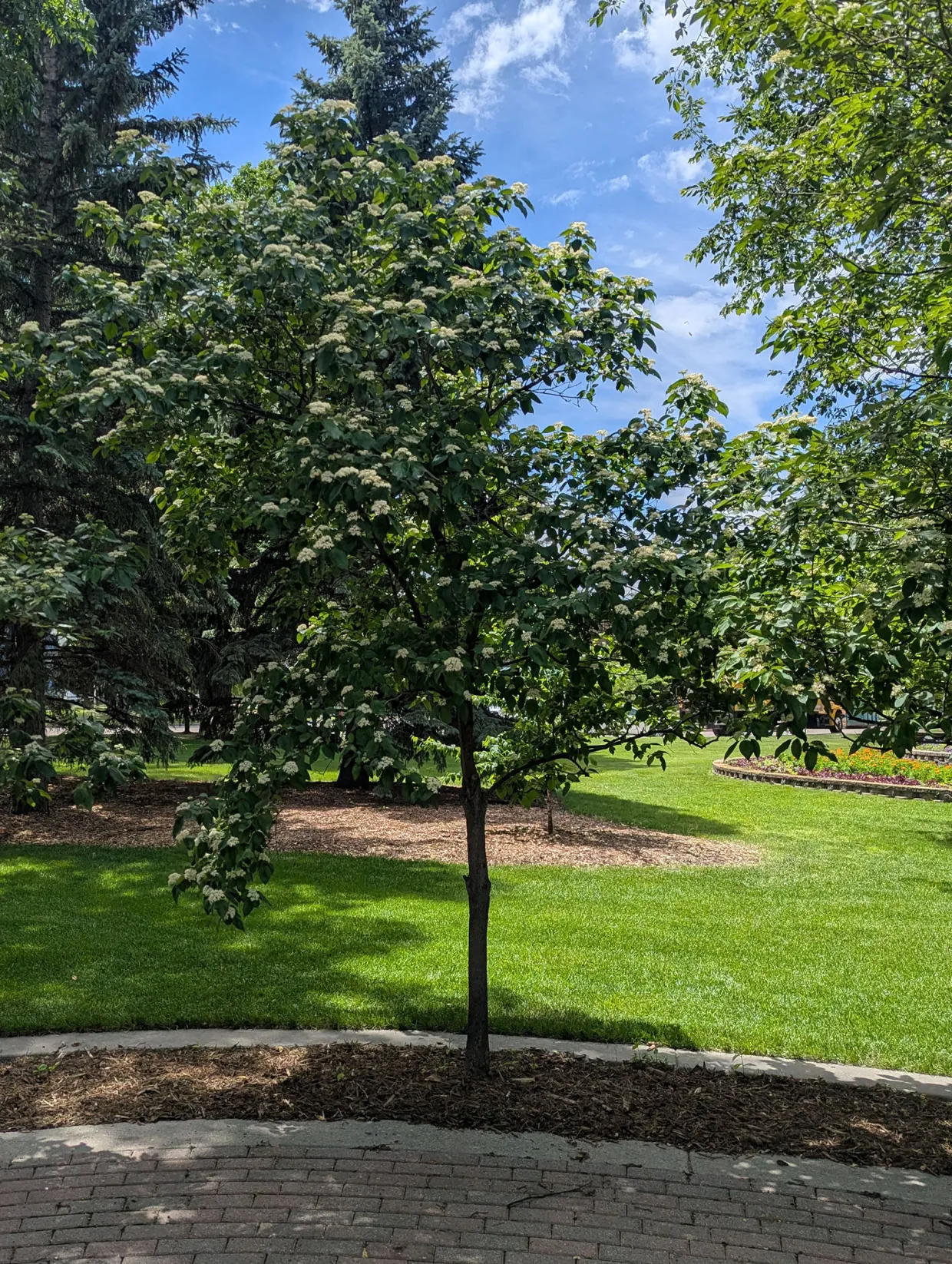 Snow Mantle® Gray Dogwood shrub in the summer