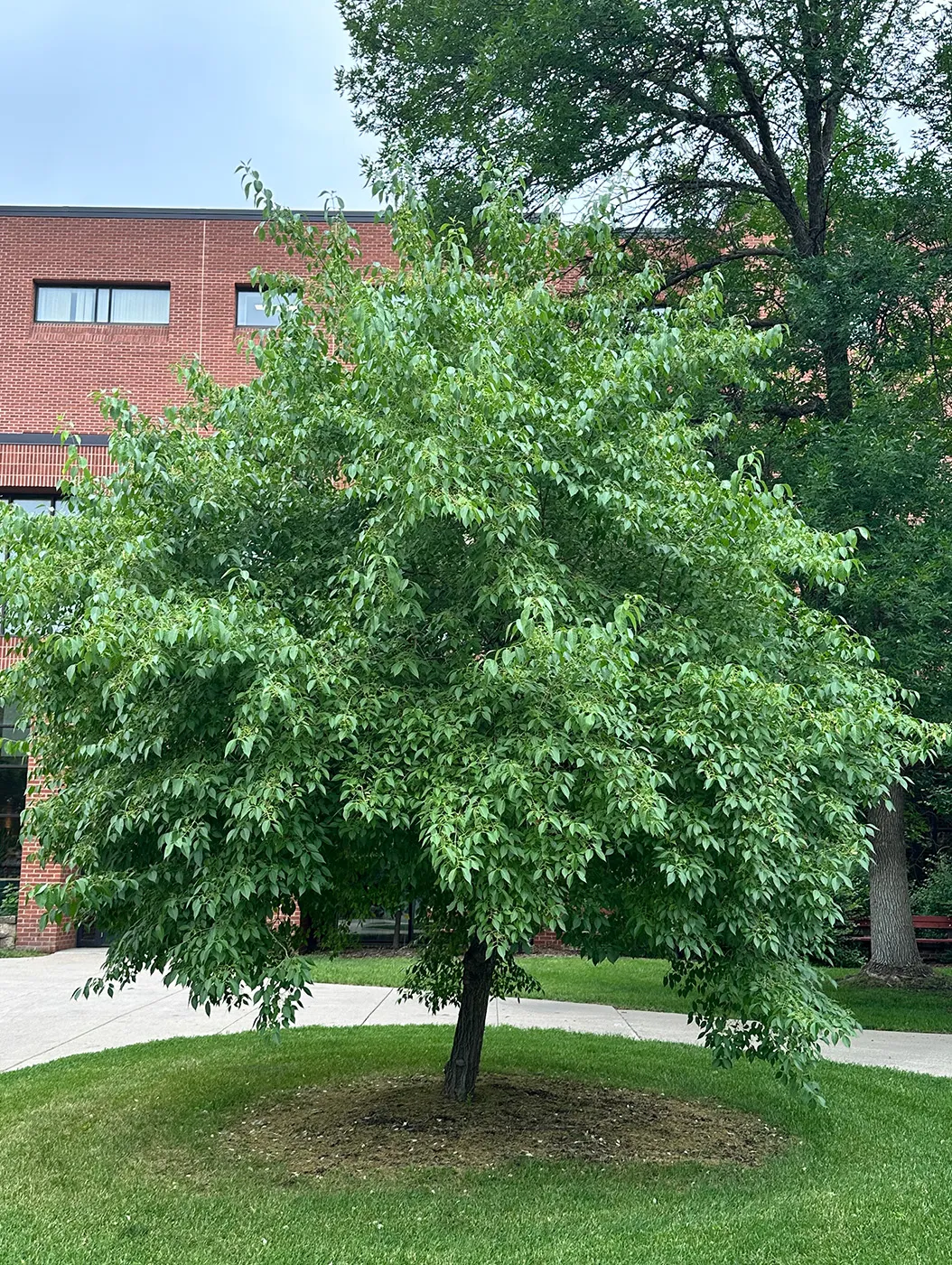 Prairie Radiance® Winterberry Euonymus in the Summer