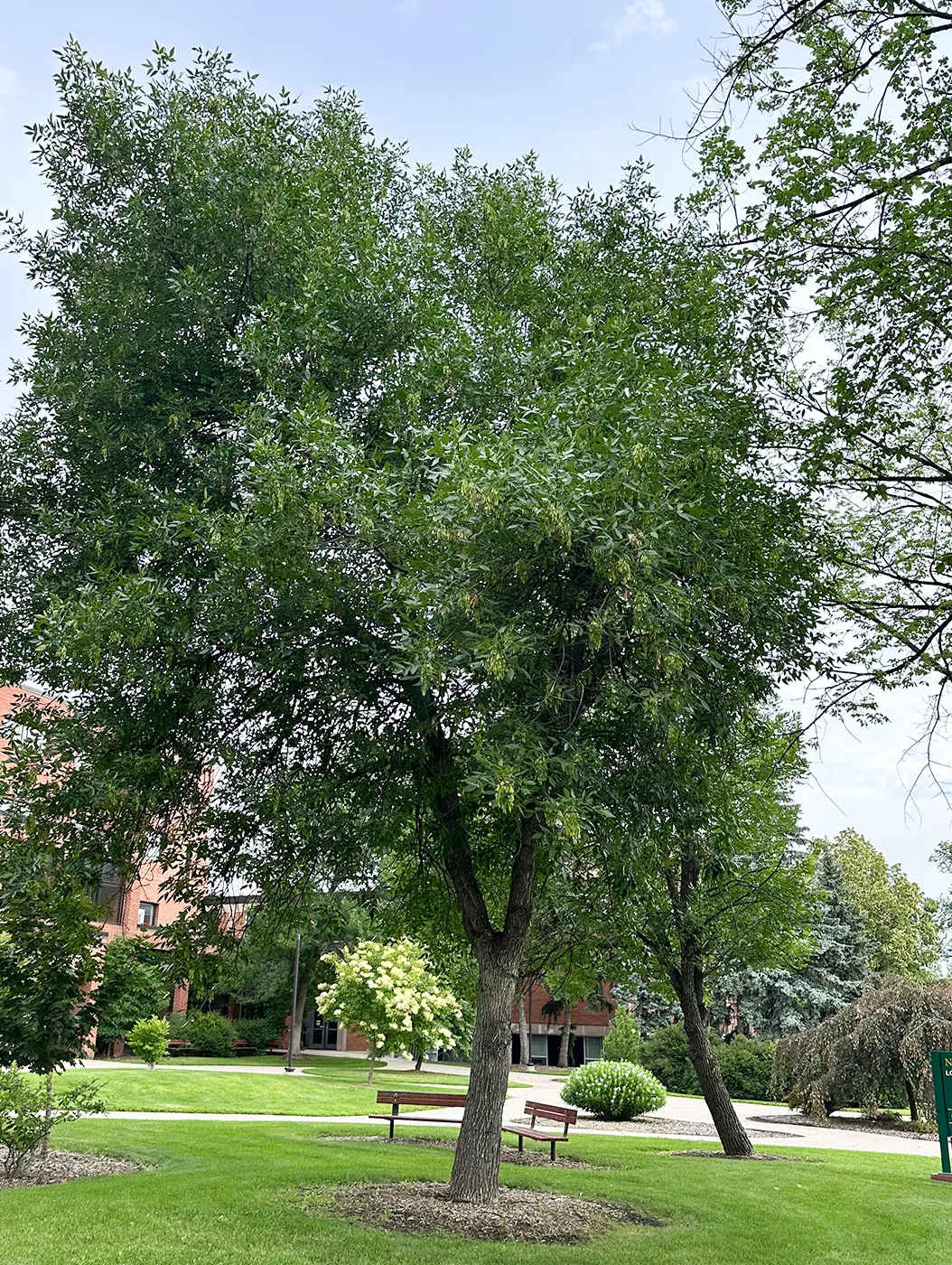 Green Ash Tree in the Summer