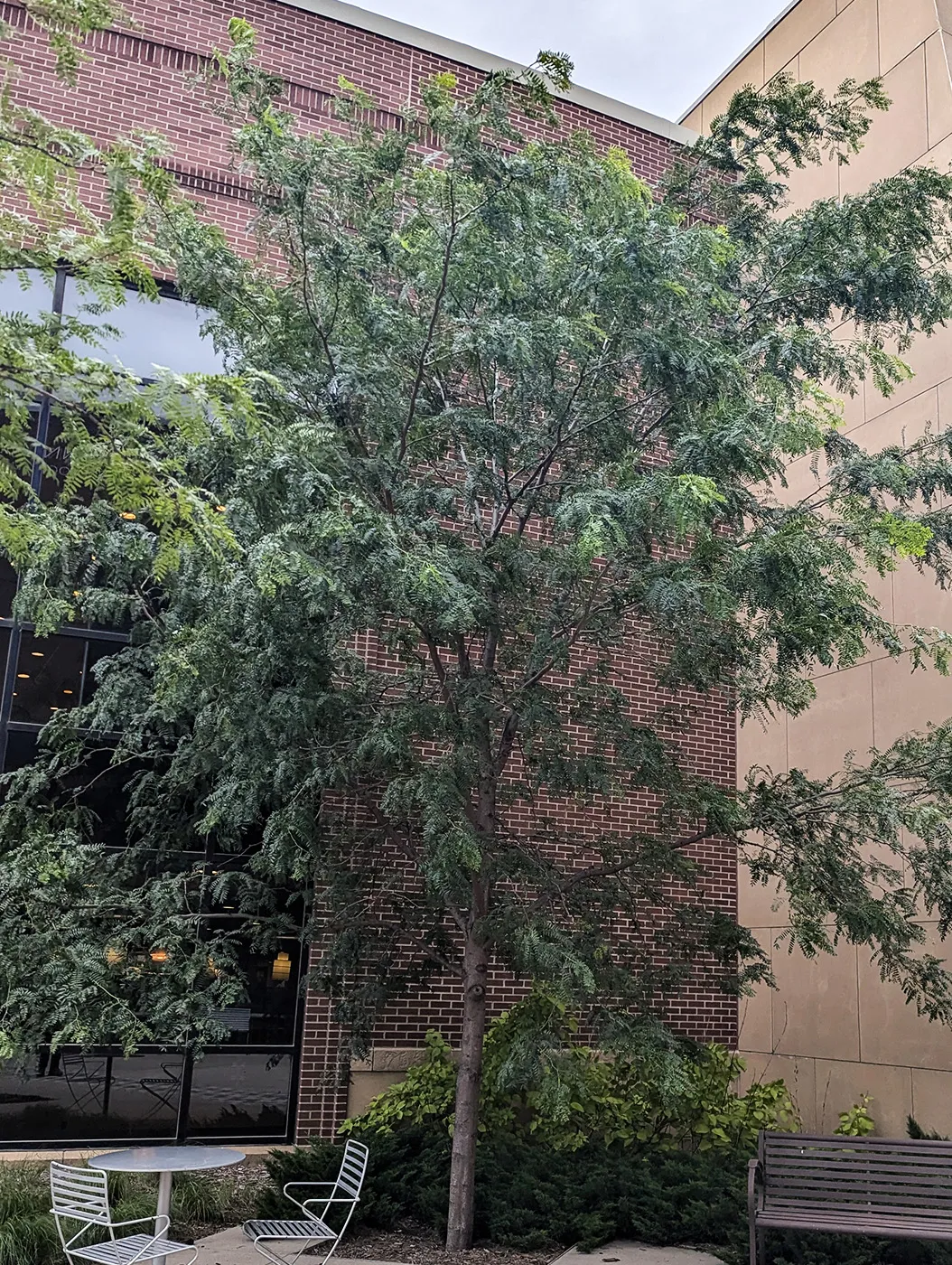 Northern Acclaim® Thornless Honeylocust in the Summer