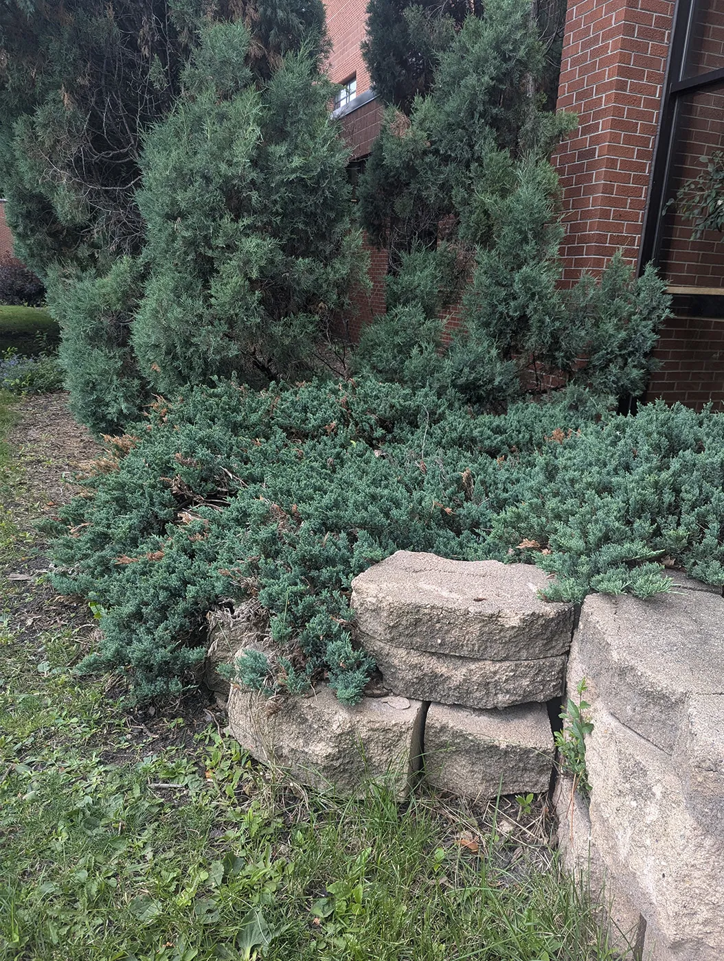 Creeping Juniper Shrub in the Summer