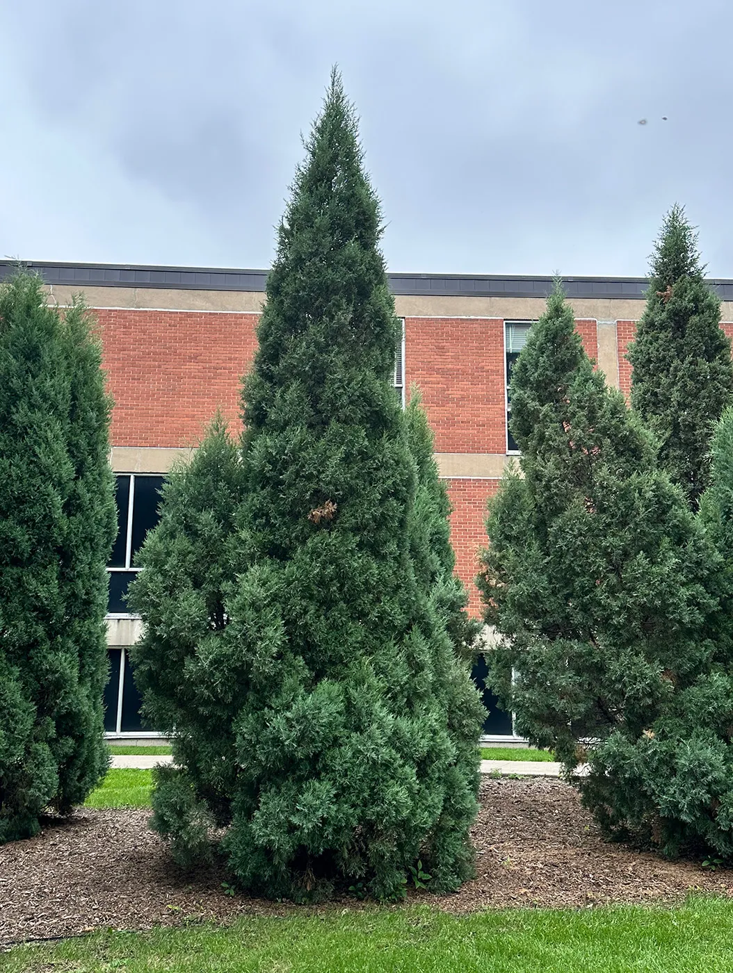 Medora Juniper Tree on NDSU Campus in Summer